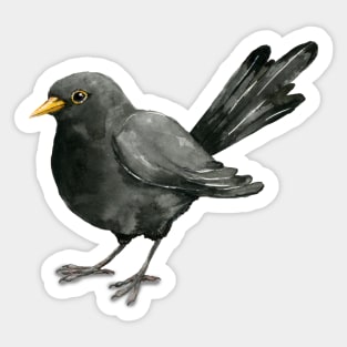 Blackbird ink drawing Sticker